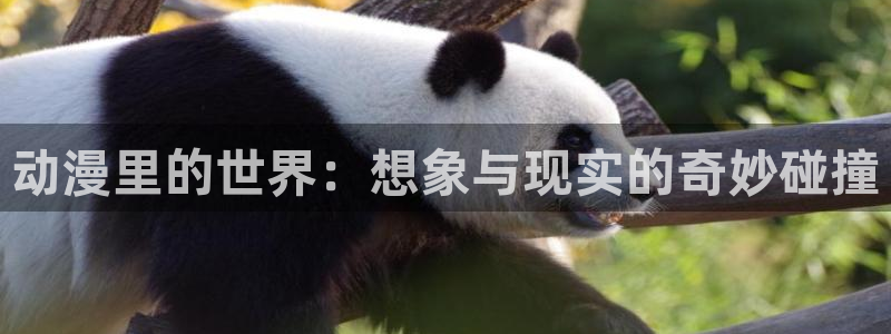 动漫天堂岛：动漫里的世界：想象与现实的奇妙碰撞